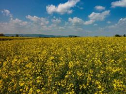 Lo spettacolo dei campi di colza