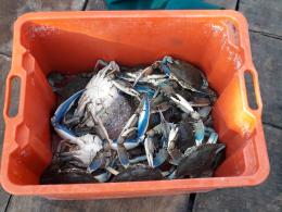 I granchi blu fanno strage di vongole: "Settore a rischio blocco"