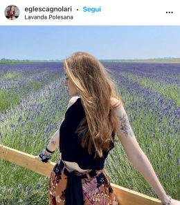 La lavanda torna a fare risplendere, con i suoi colori, i campi del Delta