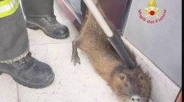 Una grossa nutria fra i tavolini di un bar