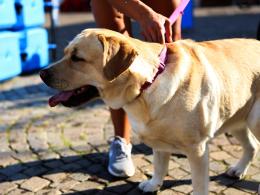 Cani da soccorso, tutti possono provare!