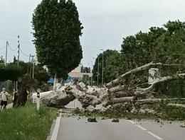 Platano sradicato finisce in mezzo alla strada