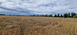 Allarme mais, crolla la produzione