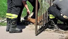 Pompieri salvano un capriolo intrappolato nella recinzione