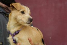Rapiscono il cane e chiedono il riscatto