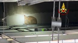 Gattina prima della sterilizzazione, scappa ai medici e si infila nel controsoffitto della clinica
