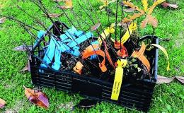 Alberi gratis per chi li ama