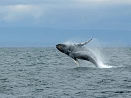Viaggio alla scoperta delle balene