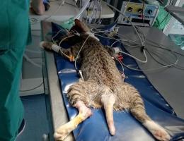 Salva la gattina scagliata da un'auto in corsa