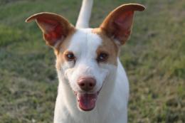 Adotta un cucciolo bisognoso di affetto