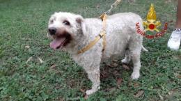 La cagnolina salva l'anziana padroncina caduta a terra da due giorni