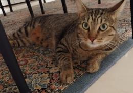 Gigi cerca casa, l'appello del Rifugio Apa