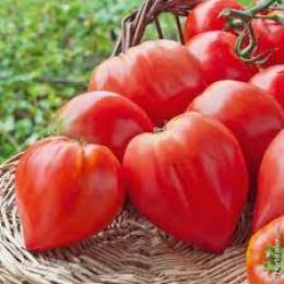 Arrivano i primi risultati delle prove varietali sul pomodoro cuore di bue