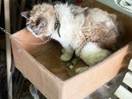 Gattina incatenata dentro uno scatolone sudicio, salvata dalle guardie zoofile dell'Oipa