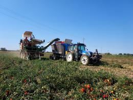 Consumi, raddoppia il pomodoro in arrivo dalla Cina. Sta invadendo l'Italia