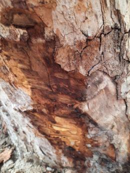 La denuncia: "Un matto vuole uccidere i platani"