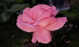 4 giorni fra rose, giardini e cultura