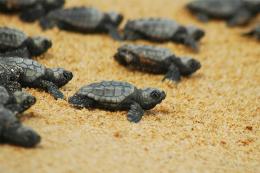 Nel Delta  si sono schiuse le prime uova di tartaruga Caretta caretta