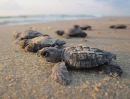 Nel Delta del Po si sono schiuse le prime uova di tartaruga Caretta caretta