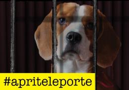 20 cuccioli di Beagle per gli esperimenti, le associazioni animaliste insorgono