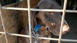 Cacciatore aveva messo ai suoi cani collari elettrici anti abbaio: denunciato