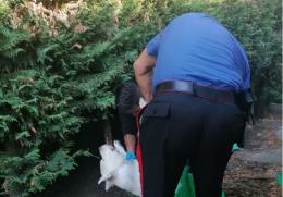 Cacciatore ammazza a fucilate il cane di una donna e la minaccia