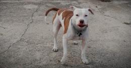 Uccide il cane e scappa: Le Iene a caccia del cacciatore