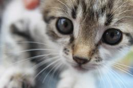 Spara sette colpi, troppe le ferite sul corpo del gatto 