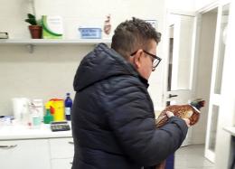 Fagiano investito, salvo grazie al tempestivo soccorso 