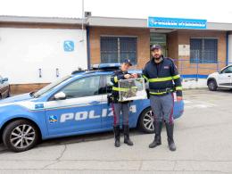 La poiana torna a volare  