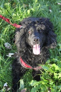 Dieci cuccioli in attesa di adozione!