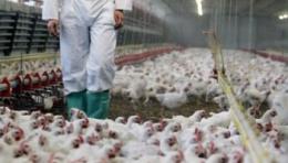 Aviaria, focolaio in un allevamento con un milione di galline