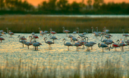 Delta del Po: un patrimonio archeologico