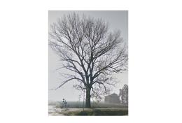 “Non toccate il pioppo nero di Bruso” 