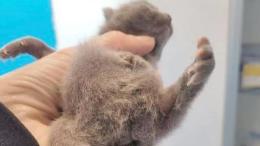 Nasce micio a sei zampe, la mamma lo abbandona: salvato