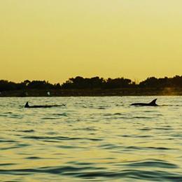 Delfini nel Delta al tramonto