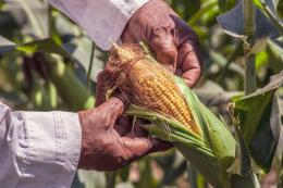 La Confraternita della polenta e il segreto dei mais sudamericani