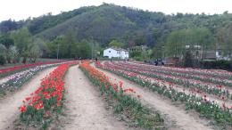 Tutti pazzi per i tulipani dei Colli