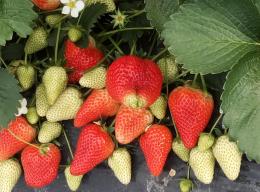 E' arrivata la stagione delle fragole! 