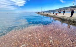 Invasione di meduse nell'Adriatico