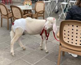 A spasso per il Corso con la pecora da compagnia