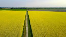I campi colorati di giallo, che meraviglia!