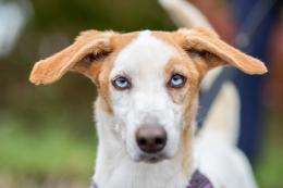 Tantissimi cuccioli aspettano proprio te