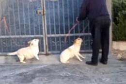 Abbandona le sue cagnoline, beccato in diretta
