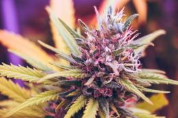 Semi di marijuana e normative italiane: i limiti della legalità