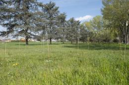 Un nuovo parco da 1300 alberi
