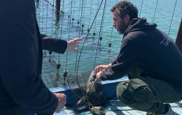 Senza ossigeno, cozze e vongole muoiono in attesa degli scavi 