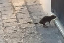 Topi da citt&agrave; ritornano indisturbati 