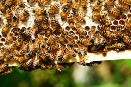 "Le mie api uccise dai pesticidi" 