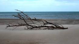 Il legno sulla spiaggia non più rifiuto ma biomassa